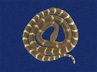 藏品(雨傘節)的圖片